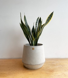 Sansevieria Chica