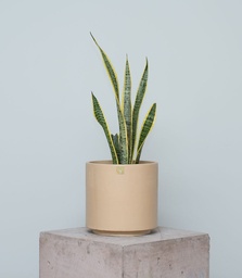Sansevieria