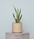 Sansevieria